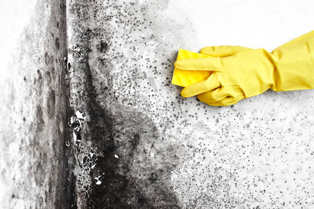 Best Professional Mold Removal  in Eastland, TX