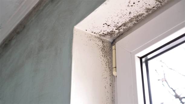 Best Mold Testing  in Eastland, TX