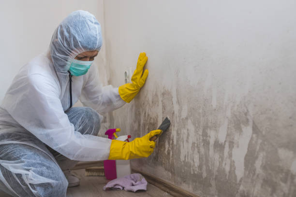 Best Mold Damage Repair  in Eastland, TX