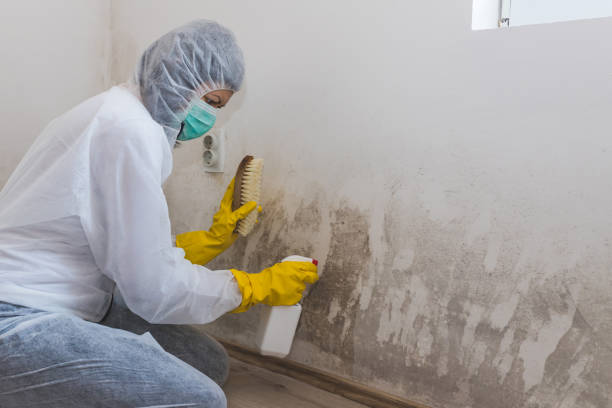 Best Mold Inspection  in Eastland, TX