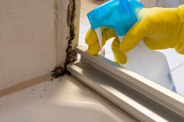 Attic Mold Removal in Eastland, TX