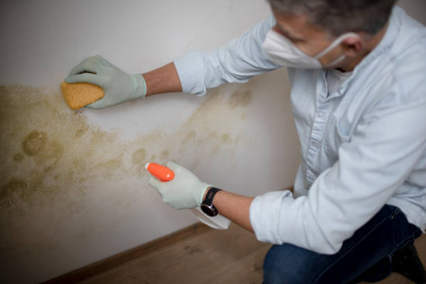Best Mold Removal Specialists  in Eastland, TX