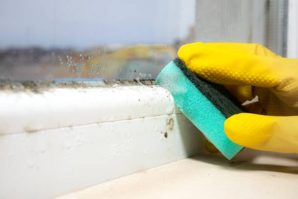 Best Mold Cleaning Services  in Eastland, TX
