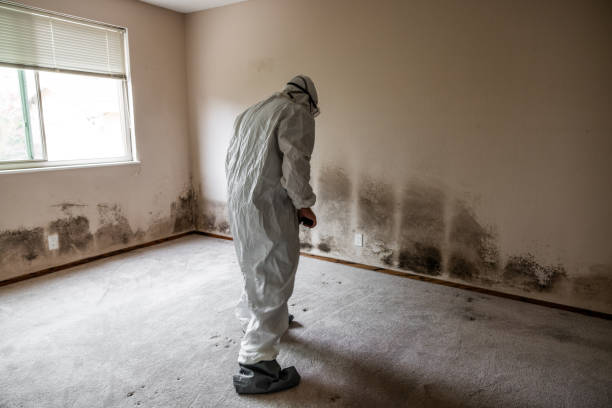 Best Attic Mold Removal  in Eastland, TX