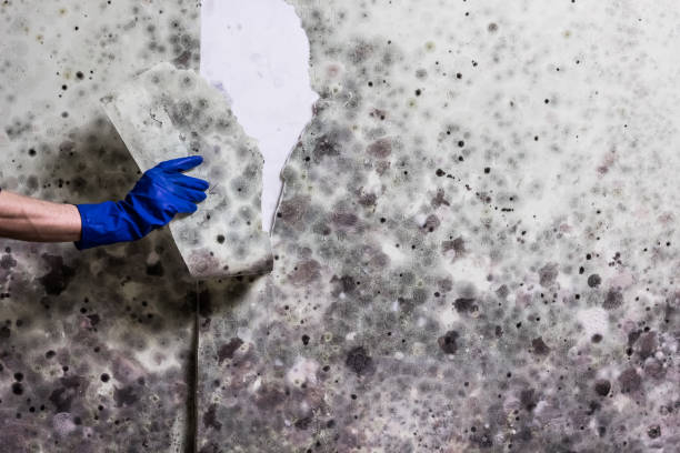 Best Same-Day Mold Removal  in Eastland, TX