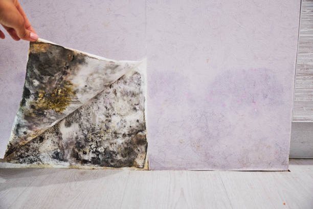 Best Attic Mold Removal  in Eastland, TX